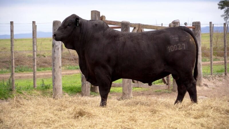 LOTE 8B RP 10027 BRANGUS