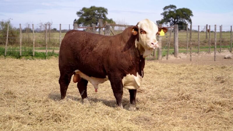 LOTE 27 RP 4333 BRAFORD