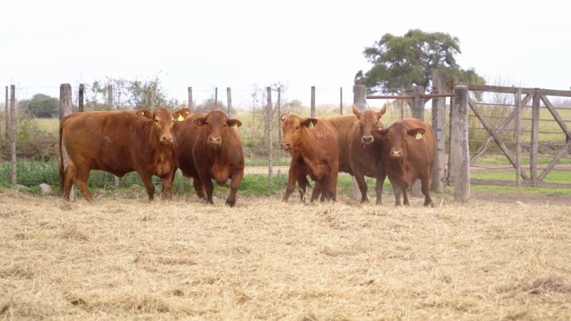 LOTE 32 RP 9962 / 10010 / 10044 / 10250 / 10292 VACAS BRANGUS PREÑADAS